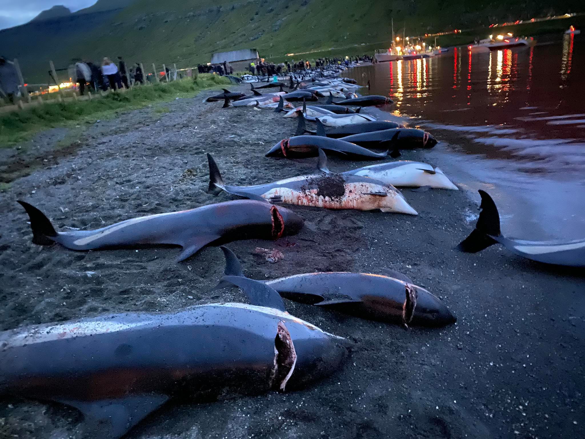 Зачем в Дании убивают дельфинов и китов? | Clever | Дзен